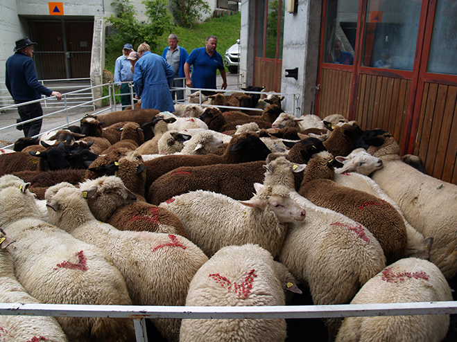 Weniger Tiere am Schafmarkt, dafür viel Ware und viel Volk